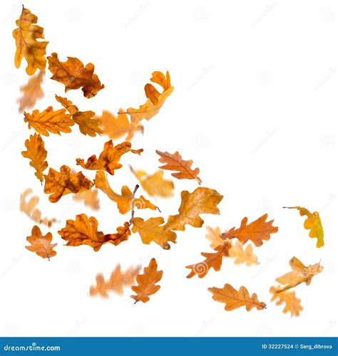 Oak Leaves Falling Stock Images Image 32227524