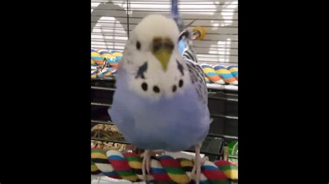 Jessie The Budgie Female Budgie Talking And Dancing Youtube
