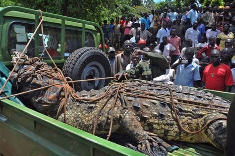Worlds Largest Crocodile Captured And Killed