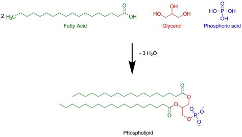 If Two Fatty Acids Glycerol And A Phosphate Group Undergo A