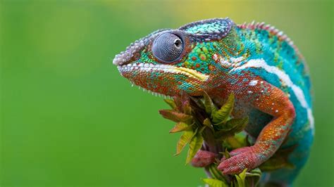 HD Chameleon wallpaper | 1920x1080 | #13338