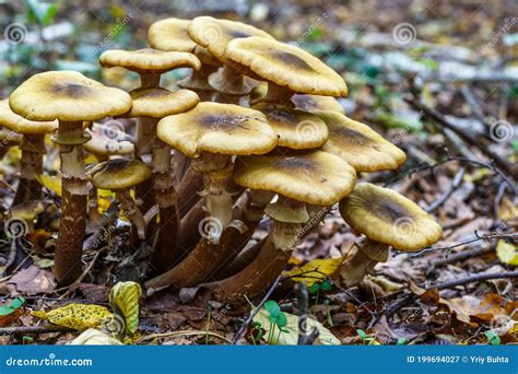 Armillaria Mellea Commonly Known As Honey Fungus Is A Basidiomycete