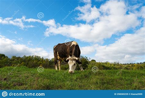 Cow Grazing In The Meadow On A Sunny Day Stock Image Image Of Village Meat