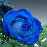 Blue Climbing Roses Pictures