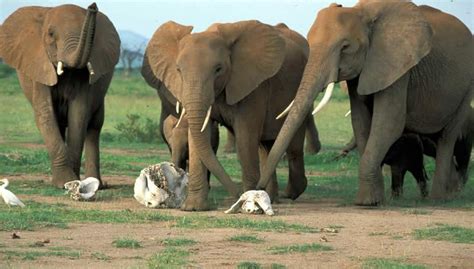 Imágenes Del Mundo Animal Elefantes