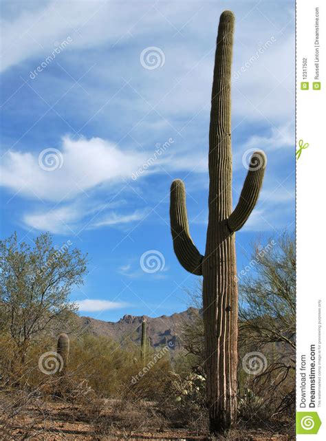 Desert Landscape With Sagauro Cactus Stock Photo Image