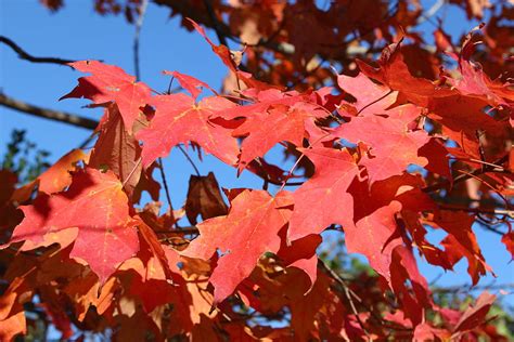 Maples Leaves In October Photograph By David Zuhusky Fine Art America