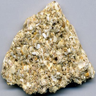 Sample of coquina from germany. ROCKS