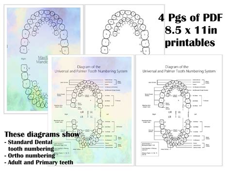 Printable Tooth Numbering Diagram For Dental Offices Etsy Canada In