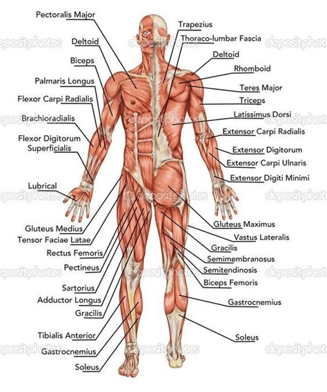 Find & download free graphic resources for muscle map. Arm Muscles Map / Concept Map Anatomy And Physiology : It contains many separate muscle groups ...