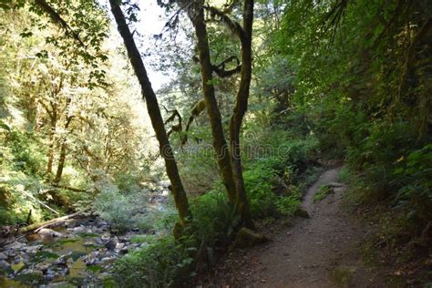 Hiking Trail Views At Sweet Creek Falls Waterfall Complex Near Mapleton