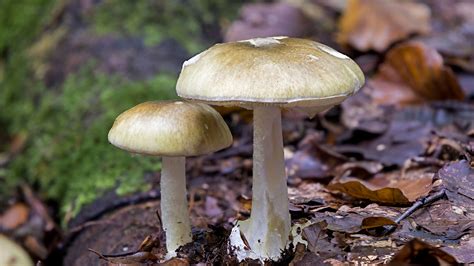 10 Most Poisonous Mushrooms My Xxx Hot Girl