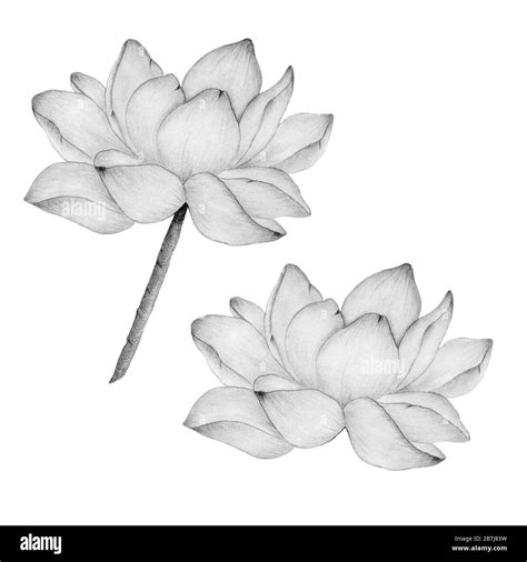 Fleur De Lotus En Dessin Au Crayon Isolé Sur Une Illustration Blanche
