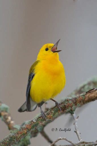 Soñar Con Pájaros Amarillos 🥇 Significado Completo 🦜