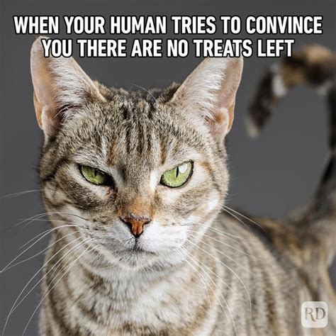 71 funny cat memes you ll laugh at every time hilarious cat memes