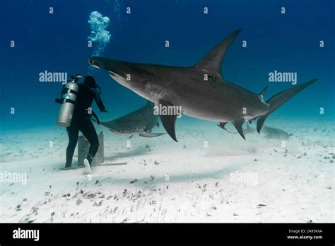 Bahamas Two Enormous Hammerhead Sharks Circle Larosa Incredible