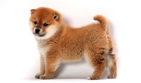Shiba Inu Dog Breed Information