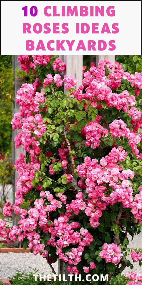 Here I Share 10 Climbing Roses Ideas For Your Backyard Climbing Roses