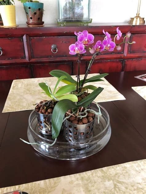 Watch Them Bloom In Semi Hydroponic Orchid Pot Hack Orchid Pot