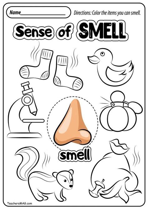 What does come to my senses expression mean? Free Printable Five Senses Worksheets Free Five Senses ...