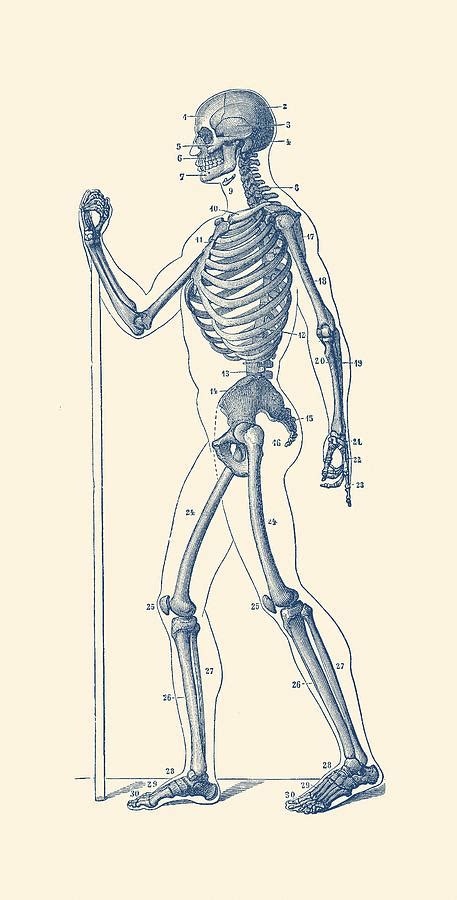 Side View Skeletal Diagram Vintage Anatomy Poster Drawing By Vintage