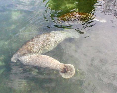 Study Yields Insights Into Florida Manatee Sperm That May Impact The