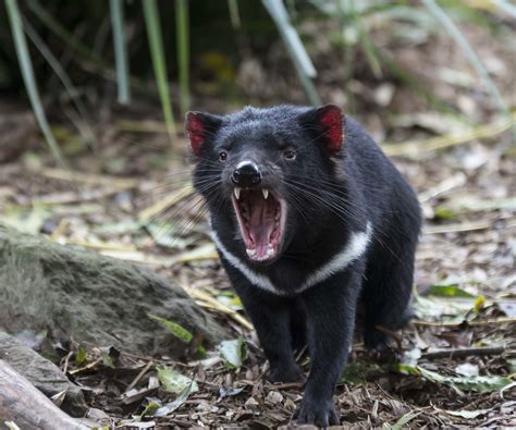 tasmanian devil 1-2024 | Tasmanian Devil | David Fraser 