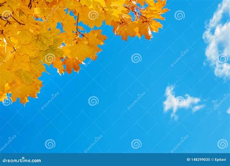 Autumn Background With Maple Leaves Stock Image Image Of Golden Fall