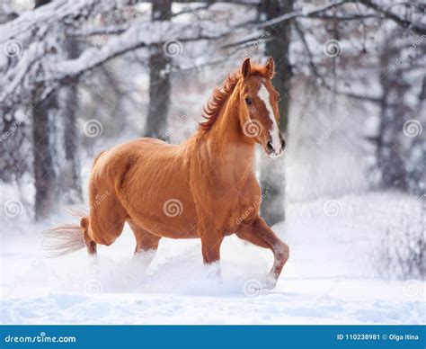 Chestnut Don Horse Running In Snow Stock Image Image Of Mammal Farm