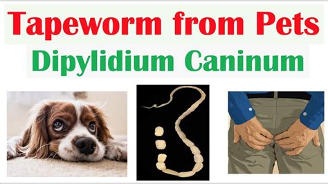 Tapeworm Infection From Pets Dipylidiasis Transmission Symptoms