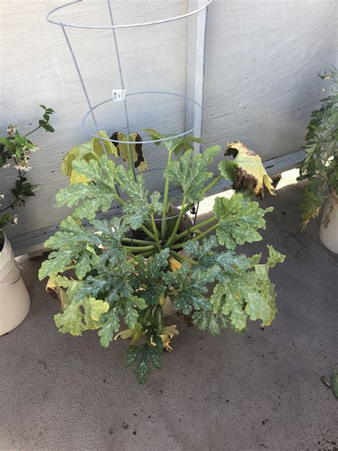Agriculture and rural development of alberta explains that yellow leaves on a cucumber plant may indicate exposure to warm, humid conditions with low light levels in the lower canopy of the plants. diagnosis - Cucumber plant turning yellow and babies dying ...