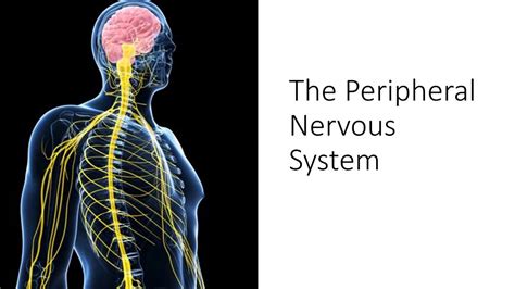 The Peripheral Nervous System Youtube
