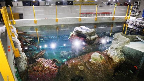 Go Behind The Scenes At The Seattle Aquarium As It Prepares For A