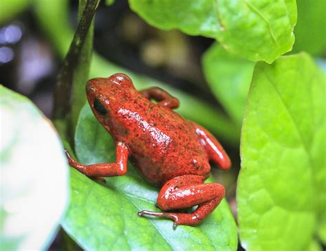 Strawberry Poison Dart Frogs And Their Parental Care World Frog Day