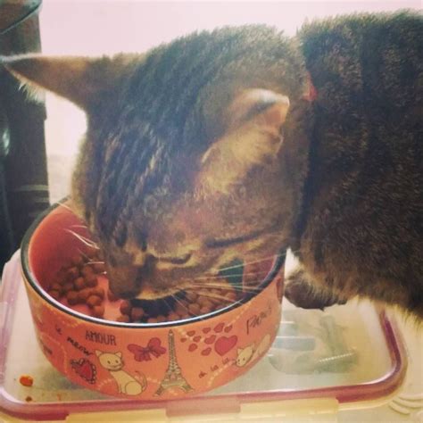 Profuse vomiting in cats after eating (when the food wasn't digested) is a sign of too rapid food ingestion followed by intentional regurgitation. Instagram photo by Gabby The Tabby • Apr 23, 2016 at 10 ...
