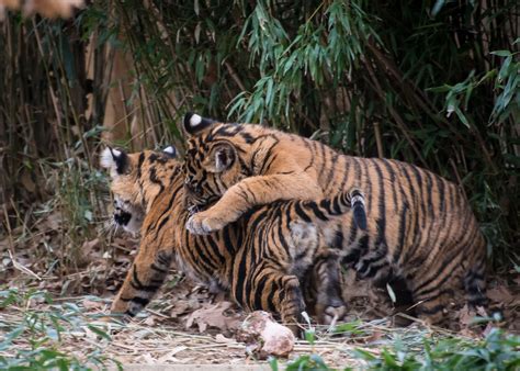 Ambush Tiger Cub Play These Two Rambunctious Tiger Cubs Flickr
