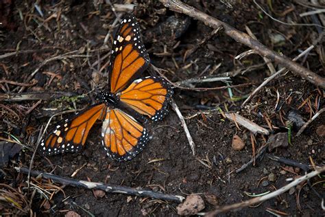 What The Monarch Butterflys Possible Extinction Says About Migration