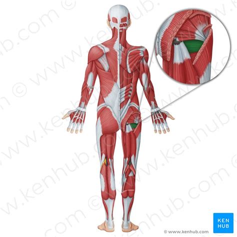 Musculus Quadratus Femoris Anatomie Und Funktion Kenhub