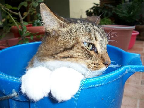 Jika memiliki waktu luang, aktivitas ini sebenarnya harga grooming kucing bisa dikatakan tergolong murah. Grooming Kucing dan Anjing