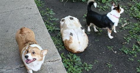 10 Dog Fails Thatll Make You Feel Guilty For Laughing Bored Panda