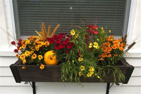Fall In Love With These Window Box Decorating Ideas Hardy Plants