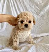 Teacup maltese puppies for sale in houston, texas. teacup maltipoo puppy for sale! | iHeartTeacups
