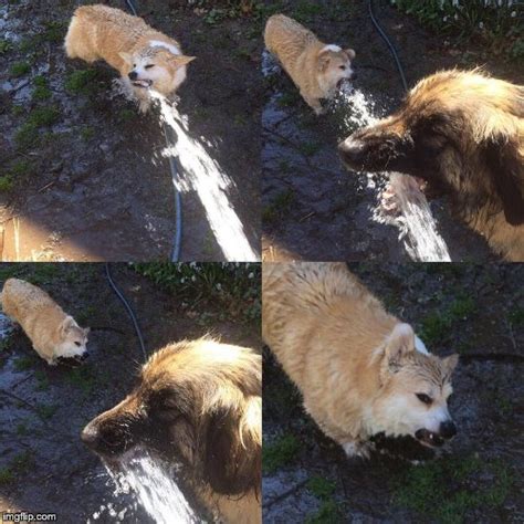 Dogs Need Water Imgflip