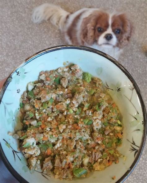 If you have a diabetic dog, you know how difficult it can be to find tasty treats for them to enjoy. Homemade dog food chicken and heart | Recipe | Dog food recipes, Diabetic dog food, Homemade dog ...
