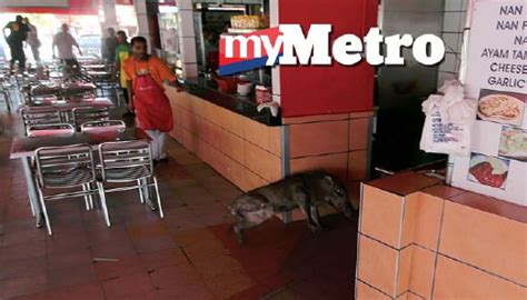 Gelagat babi hutan itu disaksikan oleh pengunjung dari luar kedai setelah premis itu dikosongkan sementara kedai menghubungi pihak berkuasa untuk menangkap haiwan tersebut. Babi hutan masuk restoran | Harian Metro
