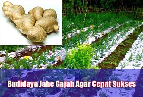 Ini di buat bagi anda yang ingin budidaya jahe gajah dilahan penanam jahe gajah ini di buat berdasarkan. Cara Budidaya Jahe Gajah Agar Cepat Sukses | Dasar-Dasar ...