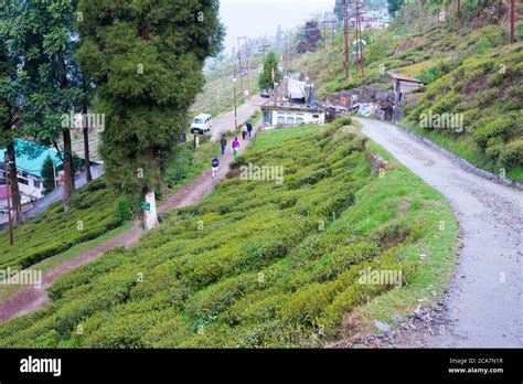 Tea Plantations at Happy Valley Tea Estate in Darjeeling, West Bengal