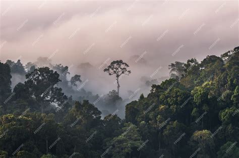 Premium Photo Panorama Of Mist With Mountain Range At Panoenthung