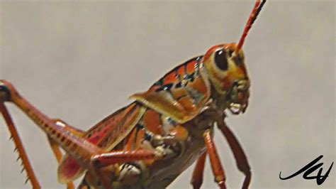 Florida S Giant Orange Grasshopper Youtube Hd Youtube