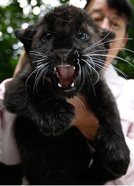 Baby Panther On Tumblr